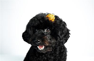 《夺宝奇兵：古老之圈》官宣4月17日登陆PS5 将为PS5 Pro视觉优化